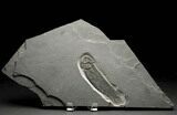 Rare Devonian Lungfish (Dipterus) - Scotland #5967-2